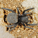 Dresserus colsoni